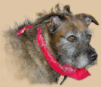 My dog Old Moonshine