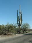 Saguaro Cactus
