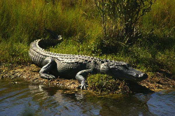 Mosquito Laggon Agtor2