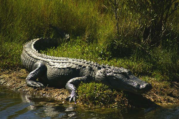 Mosquito Lagoon Agtor