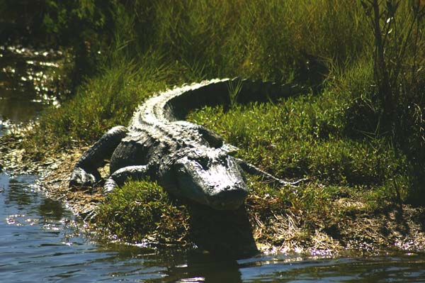 Mosquito Lagoon Agtor3